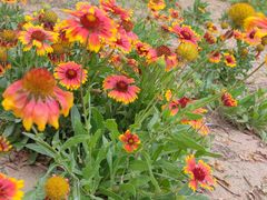 -大兴滨河森林公园