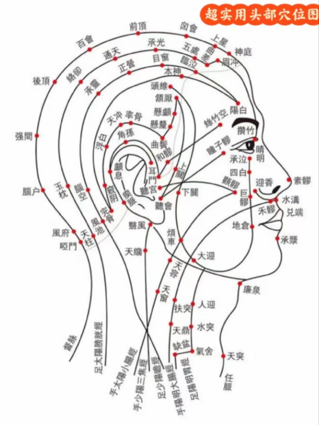 后脑的经络图解图片