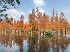 -白鹭湾湿地公园