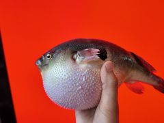 -永安鱼庄·镇江菜(东吴路店)