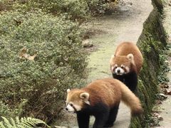 -都江堰中华大熊猫苑