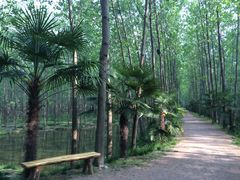 滨湖湿地公园-合肥滨湖国家森林公园