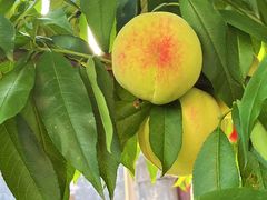 -南汇新场正宗水蜜桃采摘