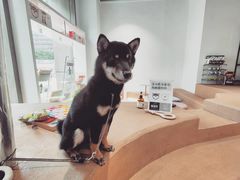 -柴务处·柴犬主题狗咖