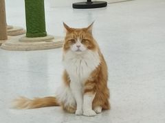 -喵园·猫主题咖啡厅·撸猫·猫咖(国贸店)