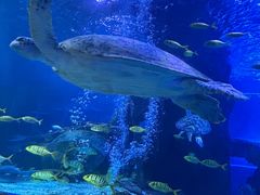 -太平洋海底世界