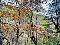 -王顺山国家森林公园
