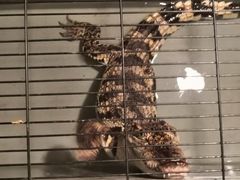 -平行世界·猫咖(首经贸店)