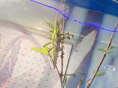-上海大自然野生昆虫馆(东方明珠·爬宠昆虫探索中心)