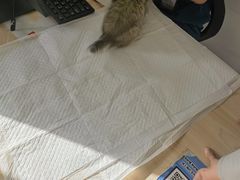 -萌兽医馆·眼科·异宠专科(三里屯店)