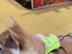 -MARSMART PETS火星宠物超市(1733店)