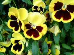 android_upload_pic-祥源·阜阳生态乐园