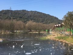 -西湖风景区-江洋畈生态公园