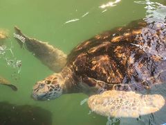 -北戴河圣蓝海洋公园