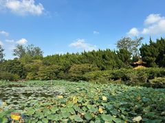 -嘉定紫藤园