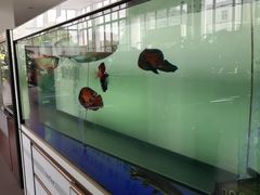 -上海华帆旗开比亚迪4S店(浦东北路店)