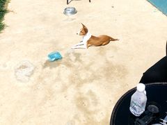 -趣玩宠物乐园寄养训犬训狗游泳池