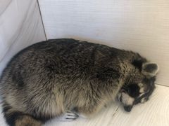 -浣熊柯尔鸭土拨鼠·电玩咖