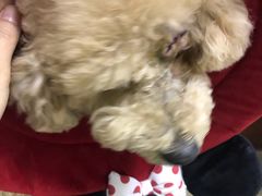 -美联众合动物医院·24h转诊中心