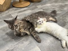 -楼上猫咖(罗湖店)