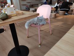 -猫腻·猫咖·撸猫馆(星光大道店)