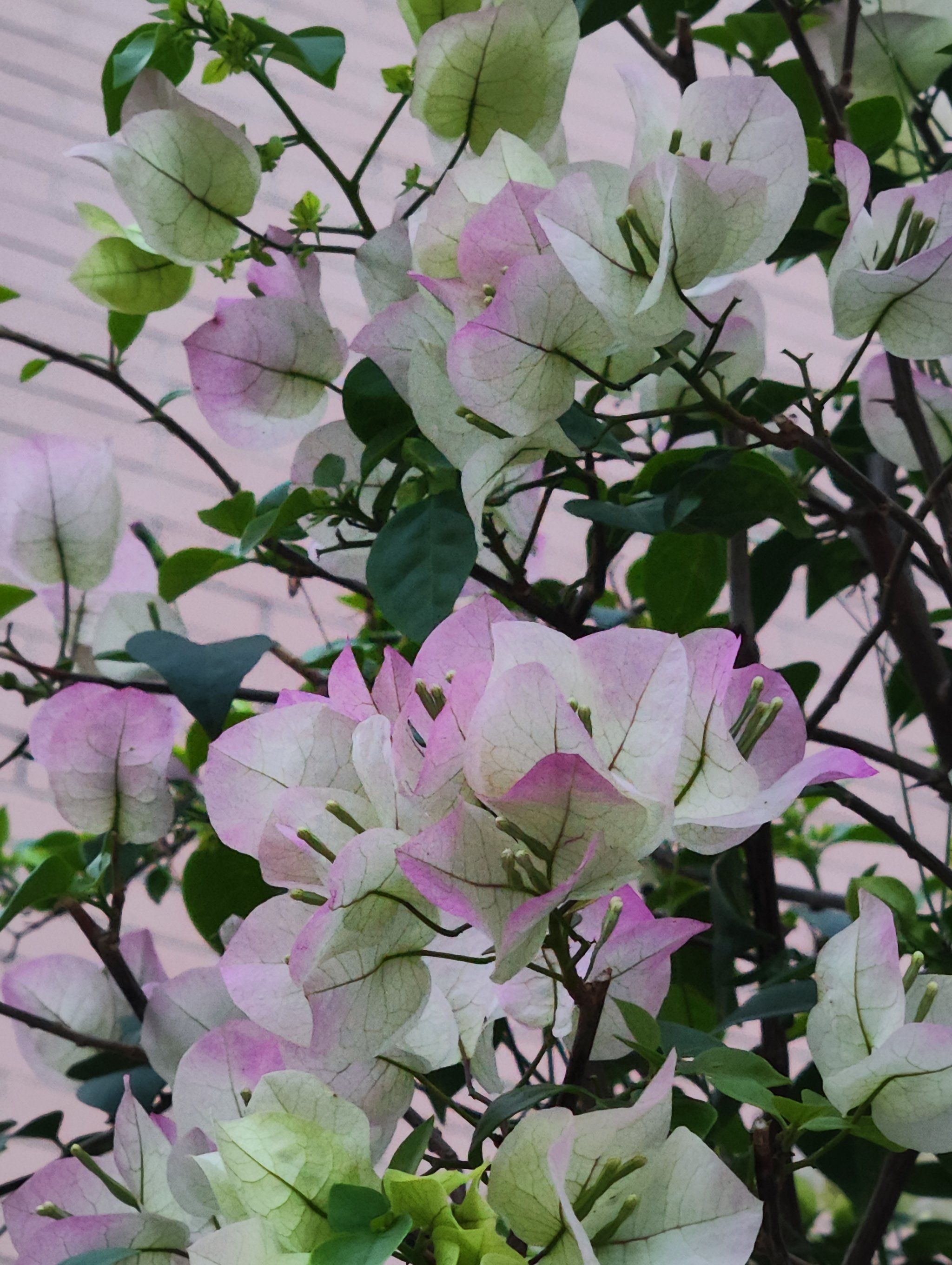 渐变色的杜鹃花真的太粉嫩了,露营拍照超好看