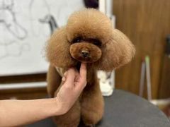 -鑫艺宠物美容培训学校