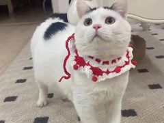 -和它·交个朋友·狗咖猫咖(爱琴海店)