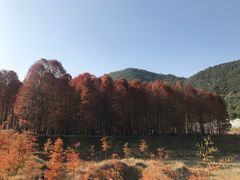 -小芝红树林