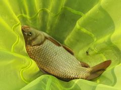 -酷鱼垂钓CLUB(朝阳区博大路店 )