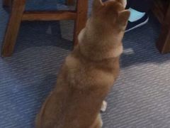 -柴源莊·柴小宠柴犬咖啡