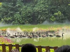 -广州长隆飞鸟乐园