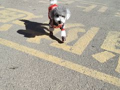 -派多格宠物(御景湾店)