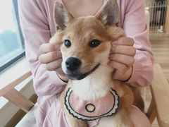 -柴犬小屋·柴餐厅·狗咖食堂(金鼎广场店)