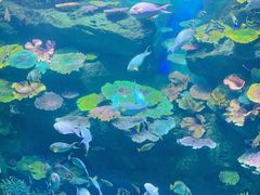 -暹罗海洋世界