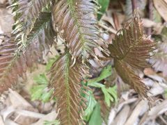 -海南热带雨林国家公园吊罗山景区