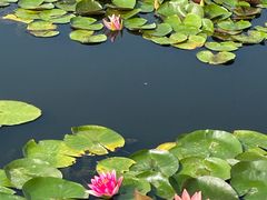 -莲花池公园