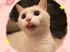 -创凡宠物医院·骨专科  猫科中心(西乡分院)