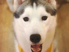 -Husky Go! 哈士奇体验馆·宠物咖啡厅狗咖
