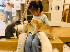 -猫域·湾主题猫咖·宠物吧(南坪城市广场店)