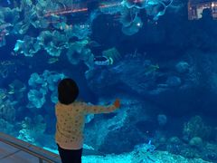-迪拜水族馆及水下动物园