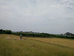 -南汇老顾农家乐采摘大团水蜜桃采摘店