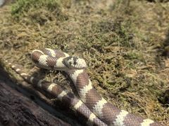 -石家庄市动物园