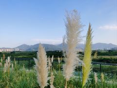 -三垟湿地