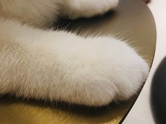 -飞行喵MR PILOT|猫舍·猫咖(静安大融城店)