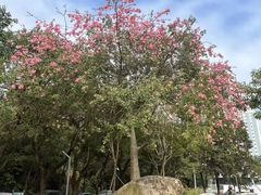 -梧桐山风景名胜区