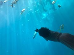 -瑞德姆美人鱼海底演艺主题餐厅(亚龙湾店)