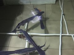 -鸭嘴鱼