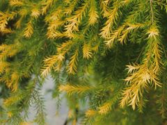 -张坝桂圆林公园