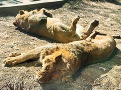 -石家庄市动物园